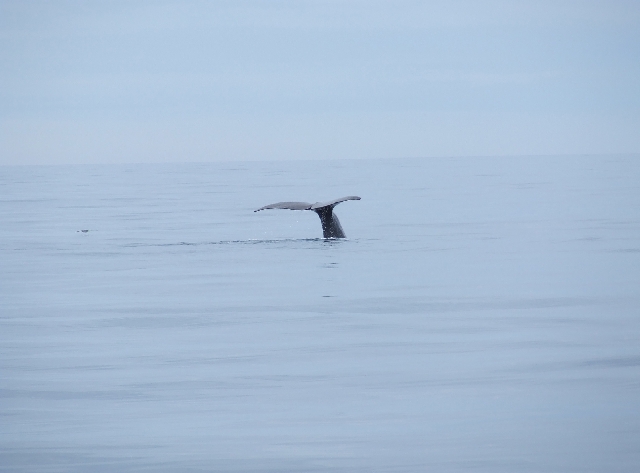 89 Diving Whale 3.JPG - Two Seconds